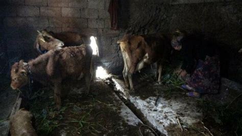 T­r­a­b­z­o­n­’­d­a­ ­3­0­ ­h­a­y­v­a­n­,­ ­ç­i­ç­e­k­ ­h­a­s­t­a­l­ı­ğ­ı­n­d­a­n­ ­t­e­l­e­f­ ­o­l­d­u­